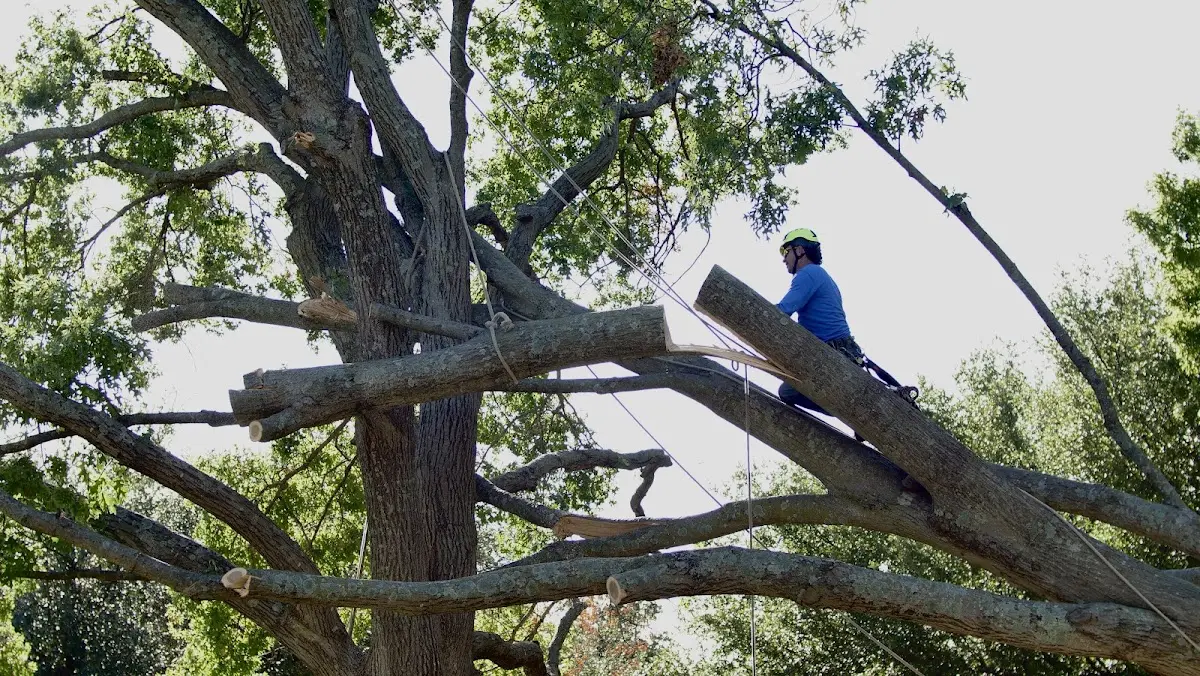 Professional Crown Thinning performed by certified arborists in Glencoe